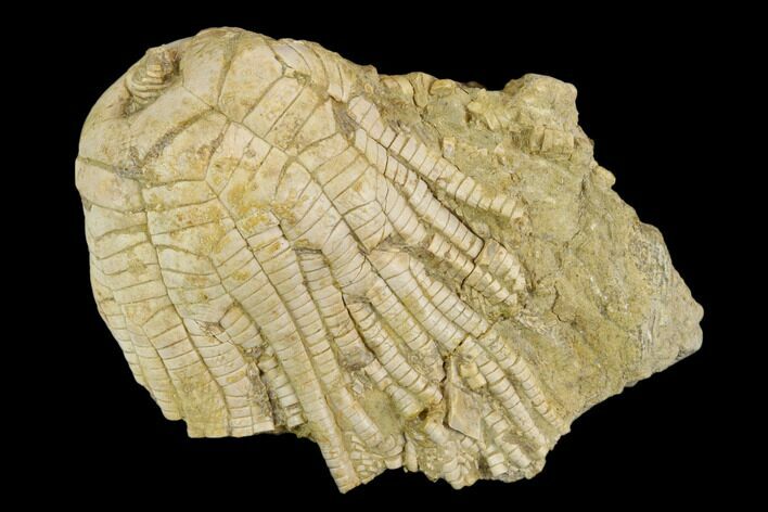 Fossil Crinoid (Zeacrinites) - Alabama #122394